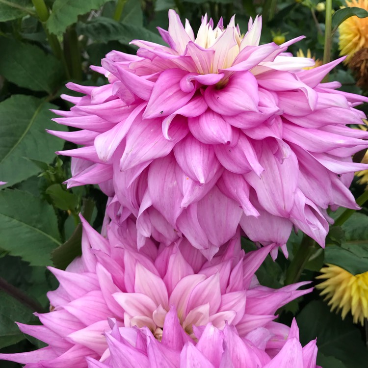 plant image 1153693