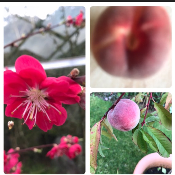 plant image 1154297