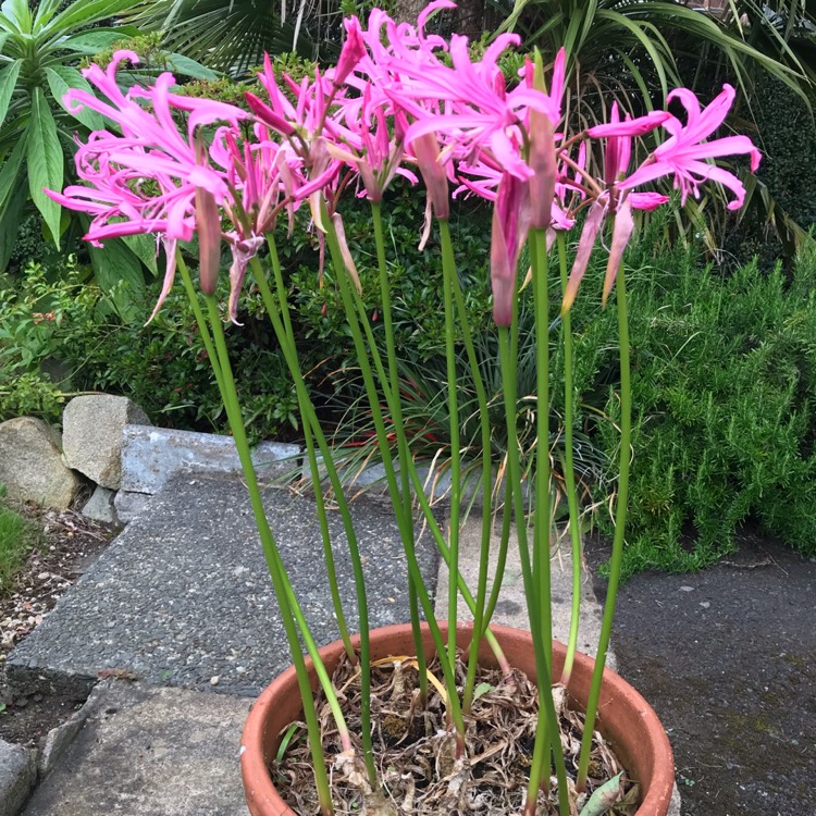 Plant image Nerine 'Codora'