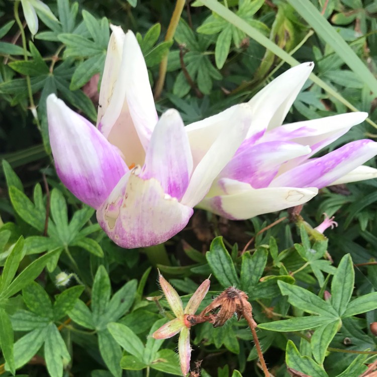 Plant image Colchicum autumnale 'Album'