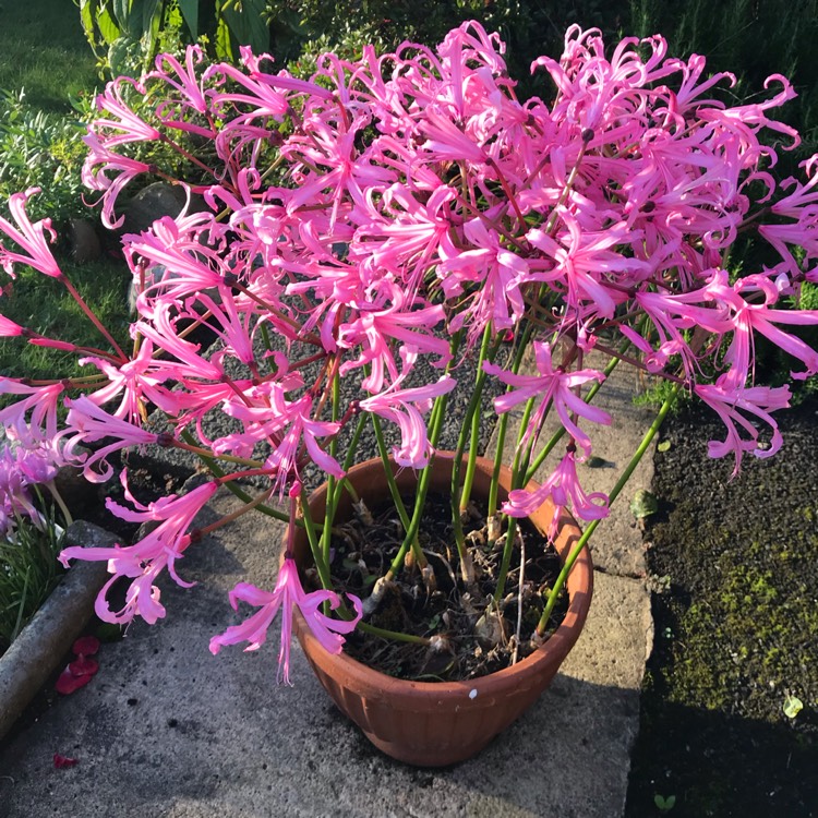 plant image 1177271