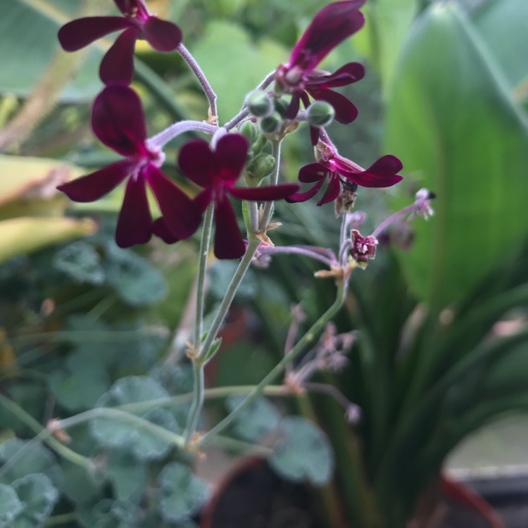 Plant image Pelargonium sidoides syn. Pelargonium sidifolium