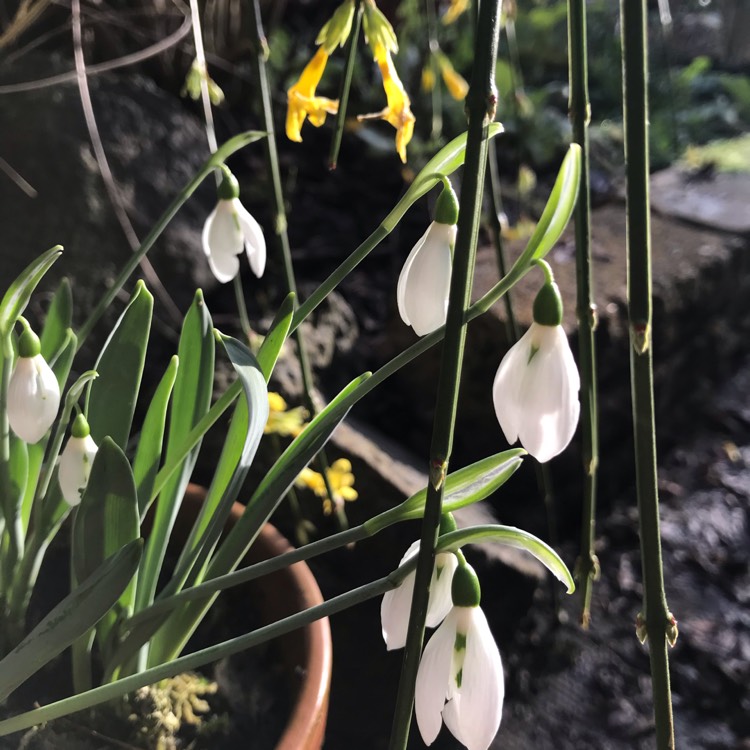 plant image 1220683