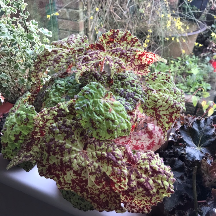 plant image 1223880