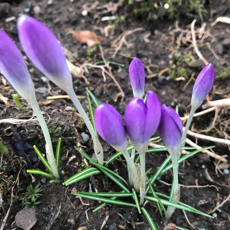 Plant image Crocus vernus
