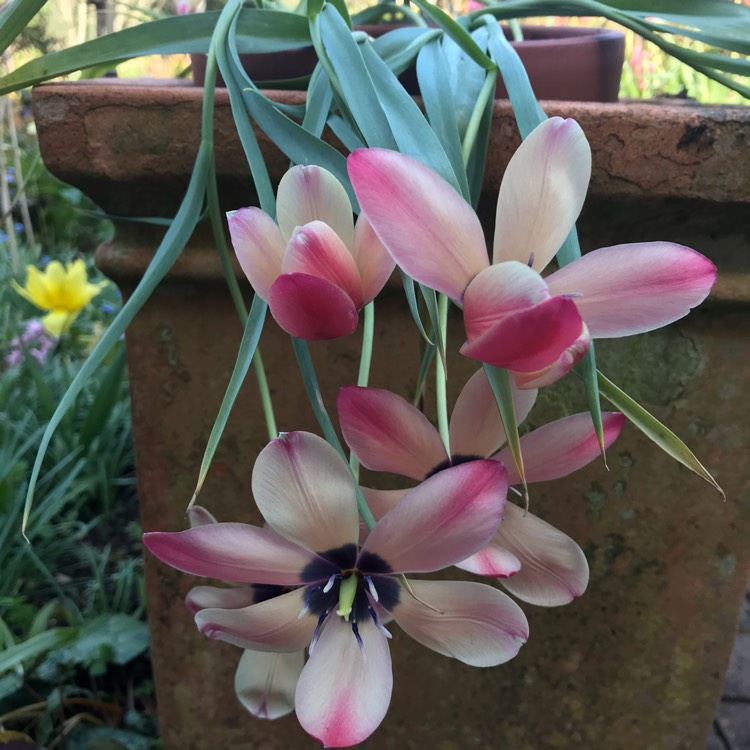 Plant image Tulipa clusiana 'Annika'