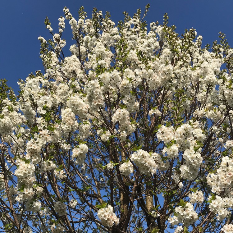 Plant image Prunus x kerrasis 'Evans'