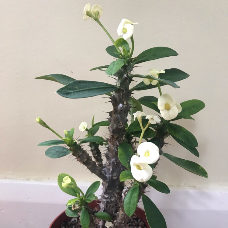 Plant image Euphorbia Milii 'Dwarf Cream'