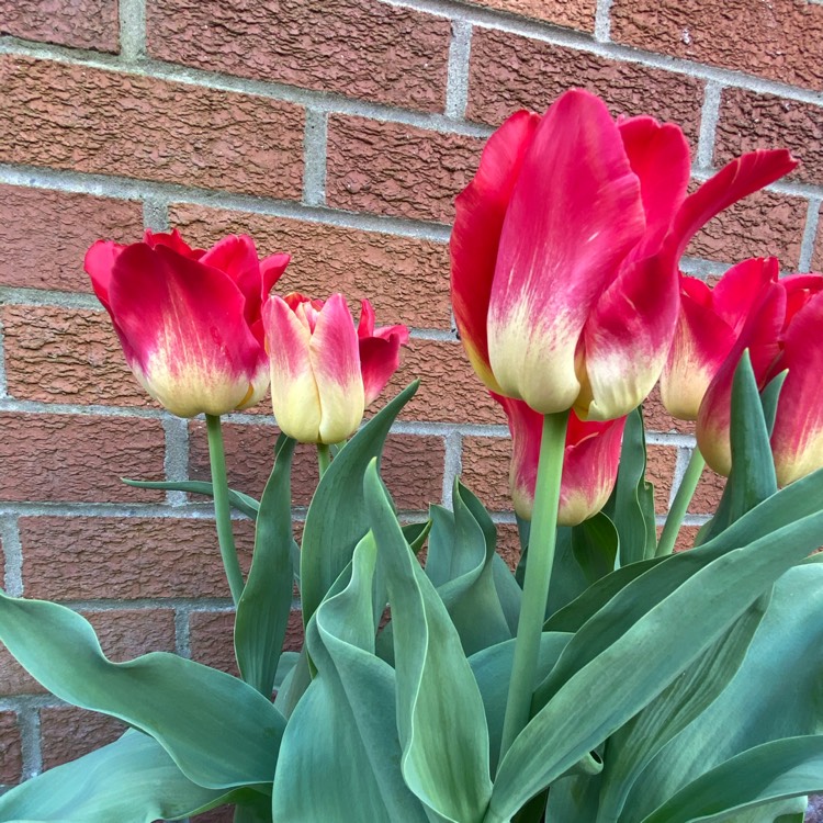 Plant image Tulipa 'Match'