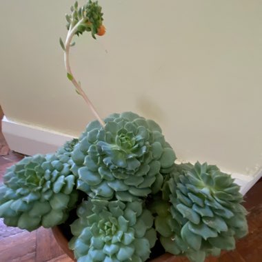 Echeveria Derosa