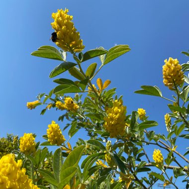 Argyrocytisus Battandieri syn. Cytisus battandieri