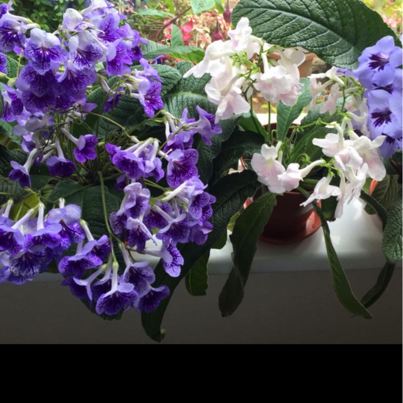plant image 144100
