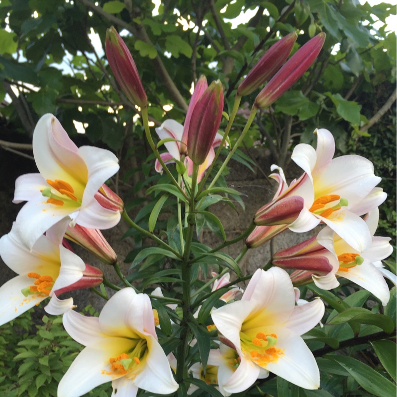 Plant image Lilium regale 'Album'