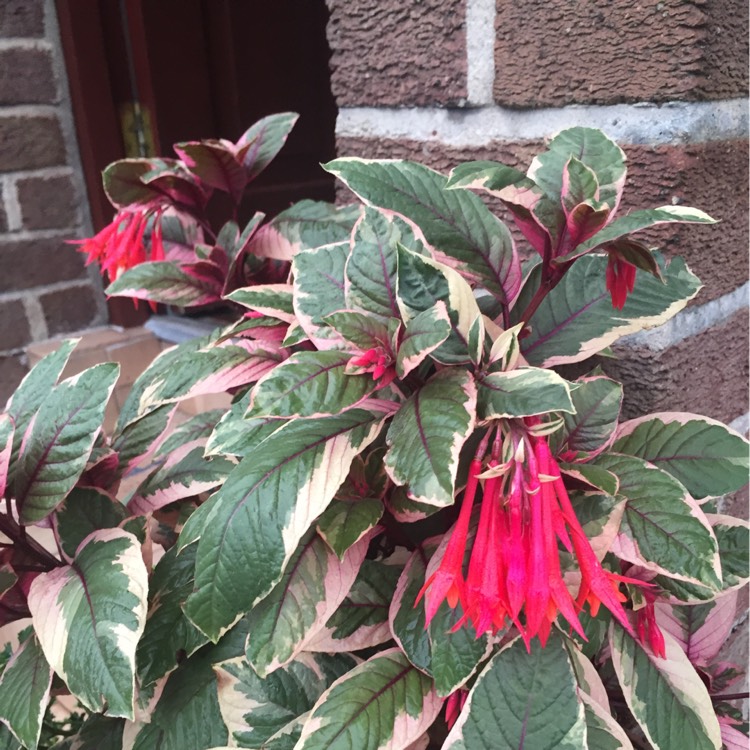 Plant image Fuchsia triphylla 'Thalia'