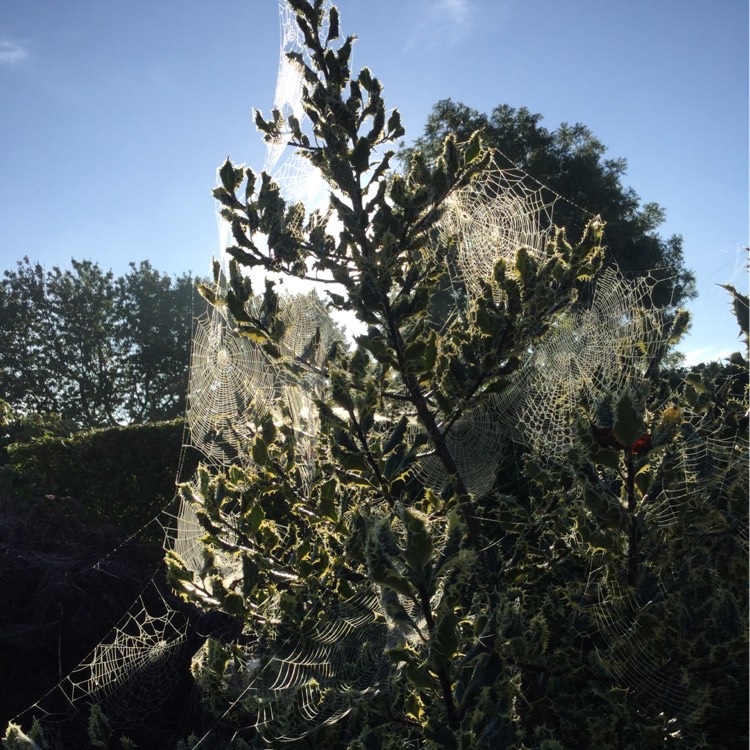 Plant image Ilex aquifolium 'Ferox Argentea'