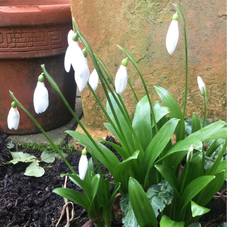 Plant image Galanthus woronowii