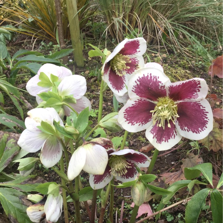 plant image 310772