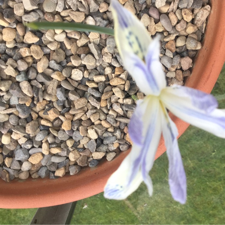 Plant image Iris 'Painted Lady' syn. Iris reticulata 'Painted Lady'