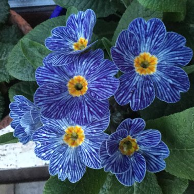 Primula Acaulis 'Blue Zebra'