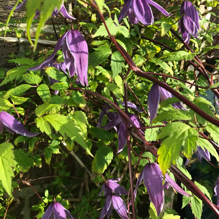 plant image 382572