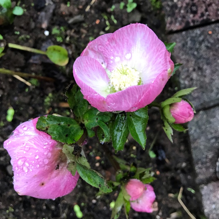 plant image 926236