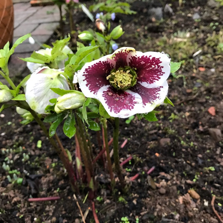 plant image 926237