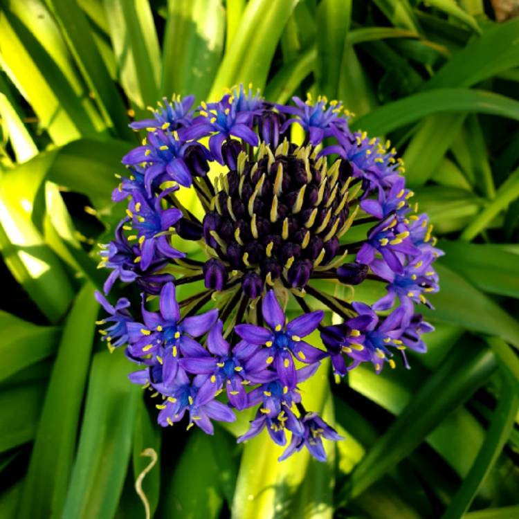 plant image 1275956