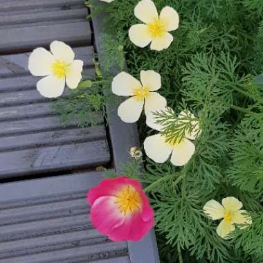 California Poppy 'Mission Bells'
