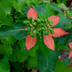 Dawn's garden
