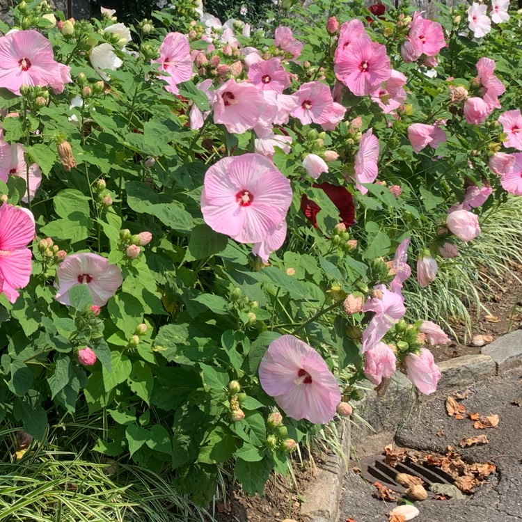 Plant image Hibiscus moscheutos 'Balhibpsw' (Luna Series) syn. Hibiscus moscheutos 'Luna Pink Swirl'