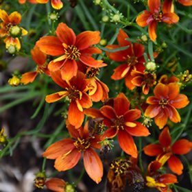 plant image 1520280