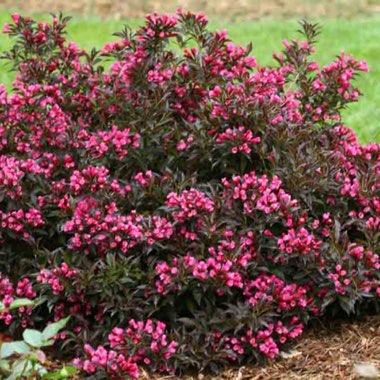 Weigela 'Spilled Wine'