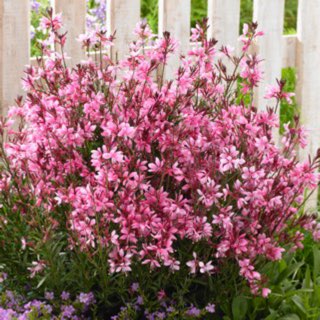Lindheimer's Beeblossom 'Belleza Dark Pink'