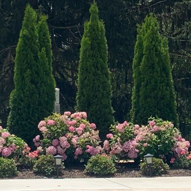 Arborvitae 'Emerald Green'