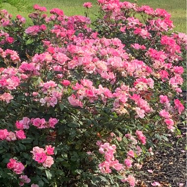 Rose 'Double Knock Out' (Shrub)