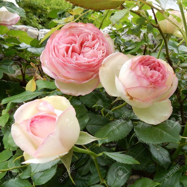 Plant image Rosa 'Meiviolin' syn. Rosa 'Eden Rose 88', Rosa 'Eden Rose 85', Rosa 'Pierre De Ronsard'