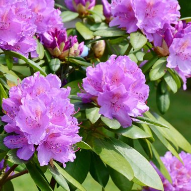Rhododendron 'Purple'