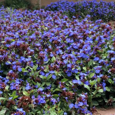 Blue Leadwort