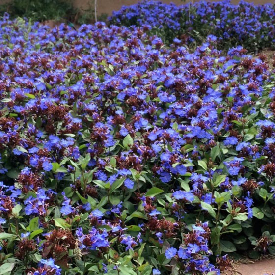 plant image 1520352