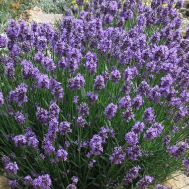 Lavender (Species) English Lavender
