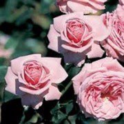 Rose 'Coral Dawn'