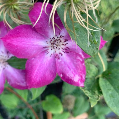 Clematis