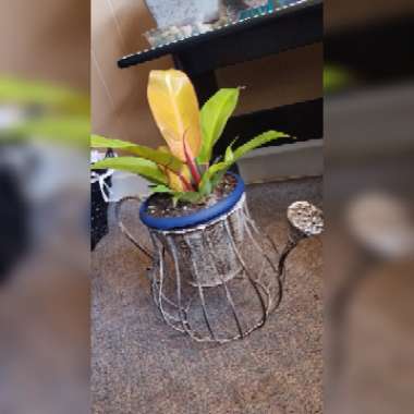 Philodendron 'Prince of Orange' syn. Philodendron 'Orange Prince'