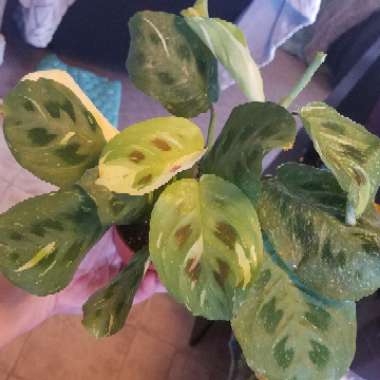 Maranta leuconeura kershoveana 'variegated'