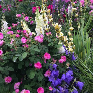 Dawn's garden