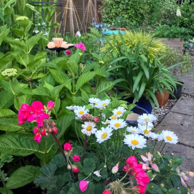 Dawn's garden