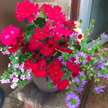 Dawn's garden
