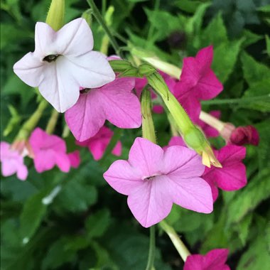 Flowering Tobacco