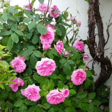 Dawn's garden