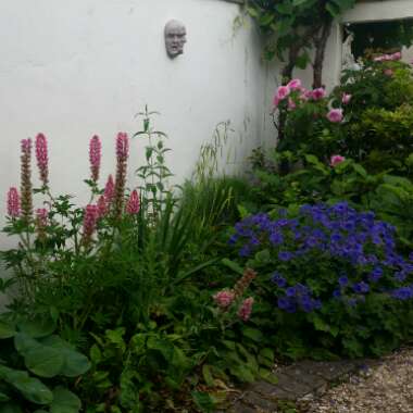 Dawn's garden